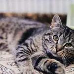 Kot do adopcji, Częstochowa, 5 września 2025