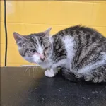 Znaleziono kota, Grudziądz, 7 lutego 2026