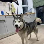 Znaleziono psa, Grudziądz, 7 lutego 2026