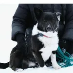 Pies do adopcji, Milanówek, 8 lutego 2026