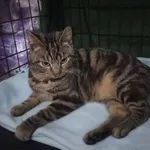 Znaleziono kota, Grudziądz, 7 lutego 2026