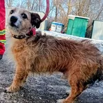 Znaleziono psa, Pieckowo, 5 lutego 2026