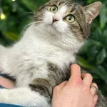 Kot do adopcji, Wolsztyn, 6 lutego 2026