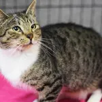 Znaleziono kota, Toruń, 23 stycznia 2026