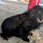 Znaleziono psa, Pieckowo, 5 lutego 2026