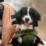 Znaleziono psa, Sosnowiec, 3 lutego 2026