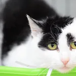 Znaleziono kota, Toruń, 12 stycznia 2026