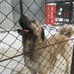 Pies do adopcji, Milanówek, 8 lutego 2026