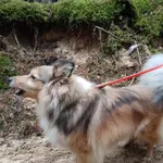 Zaginął pies, Łódź, 8 lutego 2026