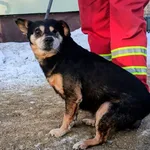 Znaleziono psa, Pieckowo, 5 lutego 2026