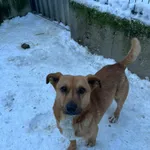 Pies do adopcji, Milanówek, 8 lutego 2026