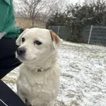 Pies do adopcji, Henrykowo, 12 grudnia 2025