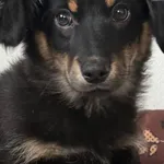 Pies do adopcji, Pieczyska, 9 lutego 2026