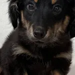 Pies do adopcji, Pieczyska, 9 lutego 2026