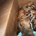 Znaleziono psa, Dębniak, 6 listopada 2025