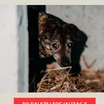 Bady 967000009484793