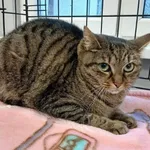 Znaleziono kota, Toruń, 28 stycznia 2026