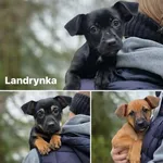 Pies do adopcji, Radom, 13 lutego 2026