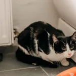 Kot do adopcji, Czartki, 8 lutego 2026