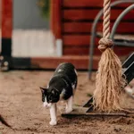 Kot do adopcji, Czartki, 8 lutego 2026