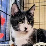 Kot do adopcji, Gdynia, 9 lutego 2026