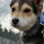 Imię: Szanty Chip: 616093903200137 Płeć : samica Wiek: styczeń 2025 Wielkość: mała Kastracja/sterylizacja:  Tak Inne Psy:  Akceptuje towarzystwo suczek i psów Dzieci: W wieku szkolnym Szanty to delika