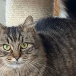 Kot do adopcji, Pieczyska, 9 lutego 2026