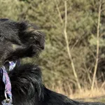 Pies do adopcji, Pieczyska, 9 lutego 2026