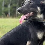 Pies do adopcji, Pieczyska, 9 lutego 2026