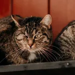 Kot do adopcji, Czartki, 9 lutego 2026