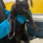 Znaleziono kota, Grudziądz, 8 lutego 2026