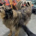 Pies do adopcji, Kraków, 25 stycznia 2026