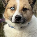 Pies do adopcji, Pieczyska, 9 lutego 2026