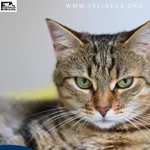 Kot do adopcji, Rzeszów, 9 lutego 2026