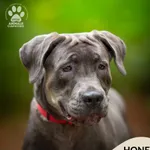 Pies do adopcji, Gdynia, 9 lutego 2026