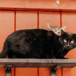 Kot do adopcji, Czartki, 9 lutego 2026