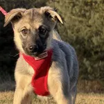 Pies do adopcji, Pieczyska, 9 lutego 2026