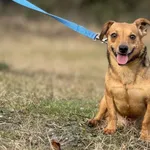 Pies do adopcji, Pieczyska, 9 lutego 2026