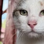 Kot do adopcji, Pieczyska, 9 lutego 2026