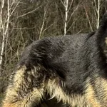 Imię: Poldek Chip: 616093903208740 Płeć : samiec Wiek: styczeń 2020 Wielkość: średni Kastracja/sterylizacja:  Tak Inne Psy:  Akceptuje towarzystwo suczek i psów Dzieci: W wieku szkolnym Poldek to nieś