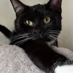 Kot do adopcji, Pieczyska, 9 lutego 2026