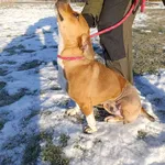 Pies do adopcji, Bełchatów, 7 grudnia 2025