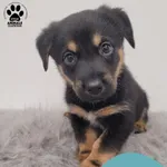 Znaleziono psa, Gdynia, 2 lutego 2026