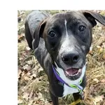 Pies do adopcji, Wrocław, 3 stycznia 2026