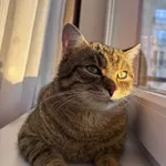 Zaginął kot, Łódź, 10 lutego 2026