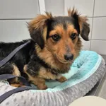 Znaleziono psa, Gdynia, 30 stycznia 2026