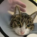 Znaleziono kota, Gdynia, 5 lutego 2026