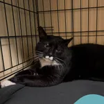 Znaleziono kota, Gdynia, 5 lutego 2026