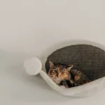 Pysia 616093903032045