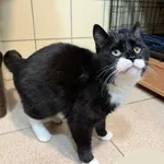 Znaleziono zwierzę, Gdynia, 29 stycznia 2026